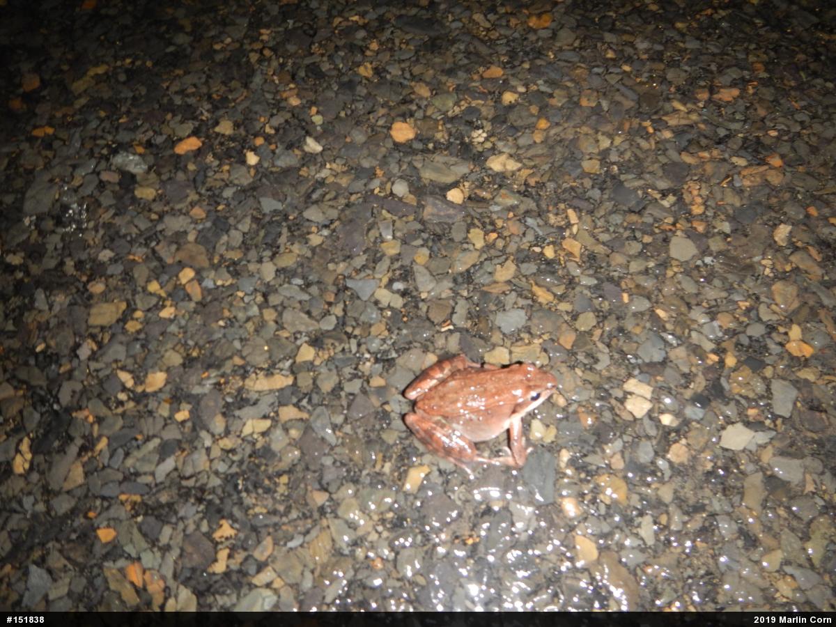 Wood Frog