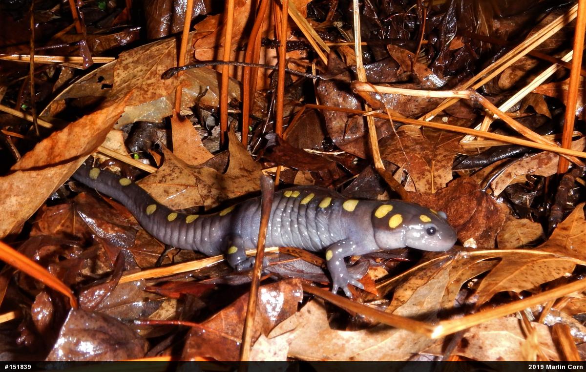 Spotted Salamander