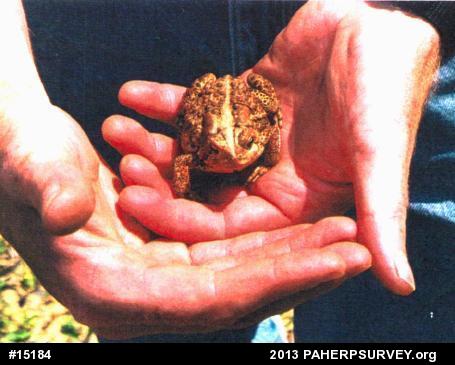 Eastern American Toad