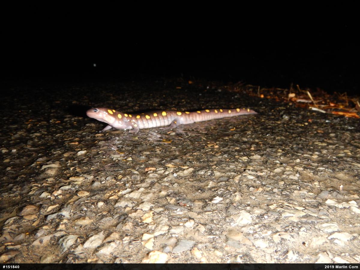 Spotted Salamander