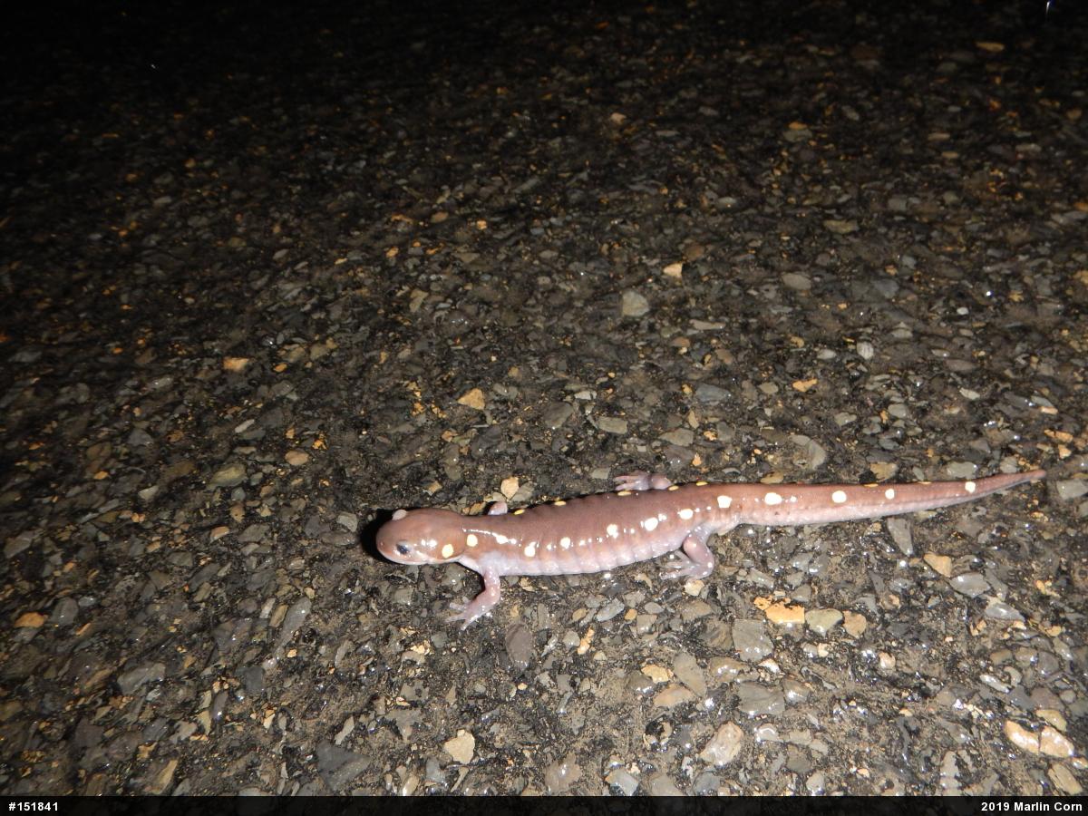 Spotted Salamander