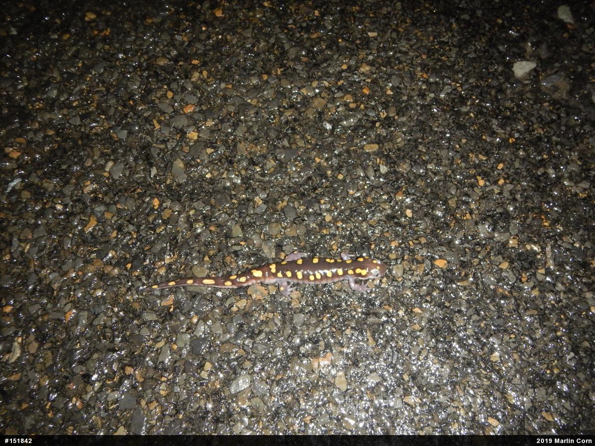 Spotted Salamander