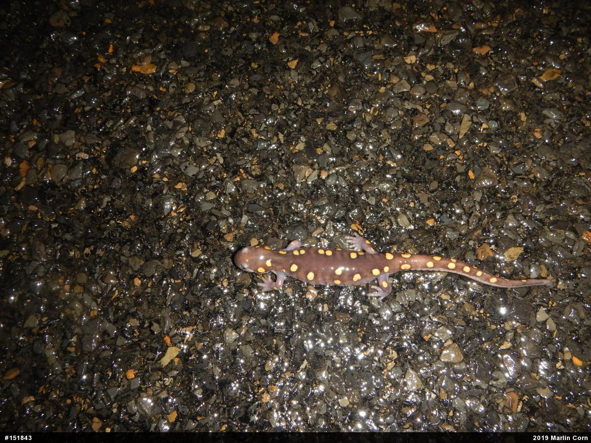 Spotted Salamander