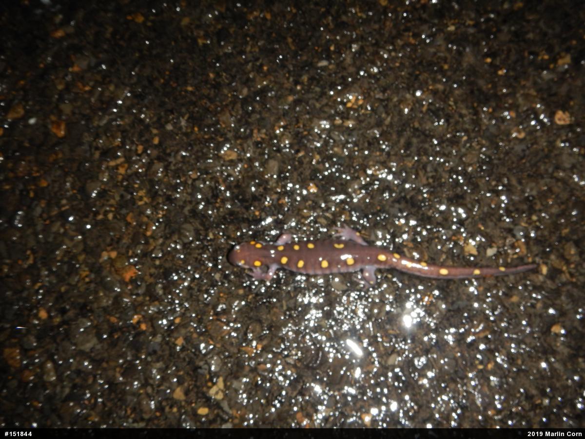Spotted Salamander