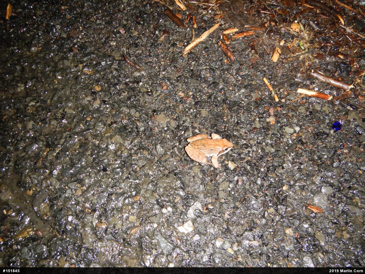 Wood Frog