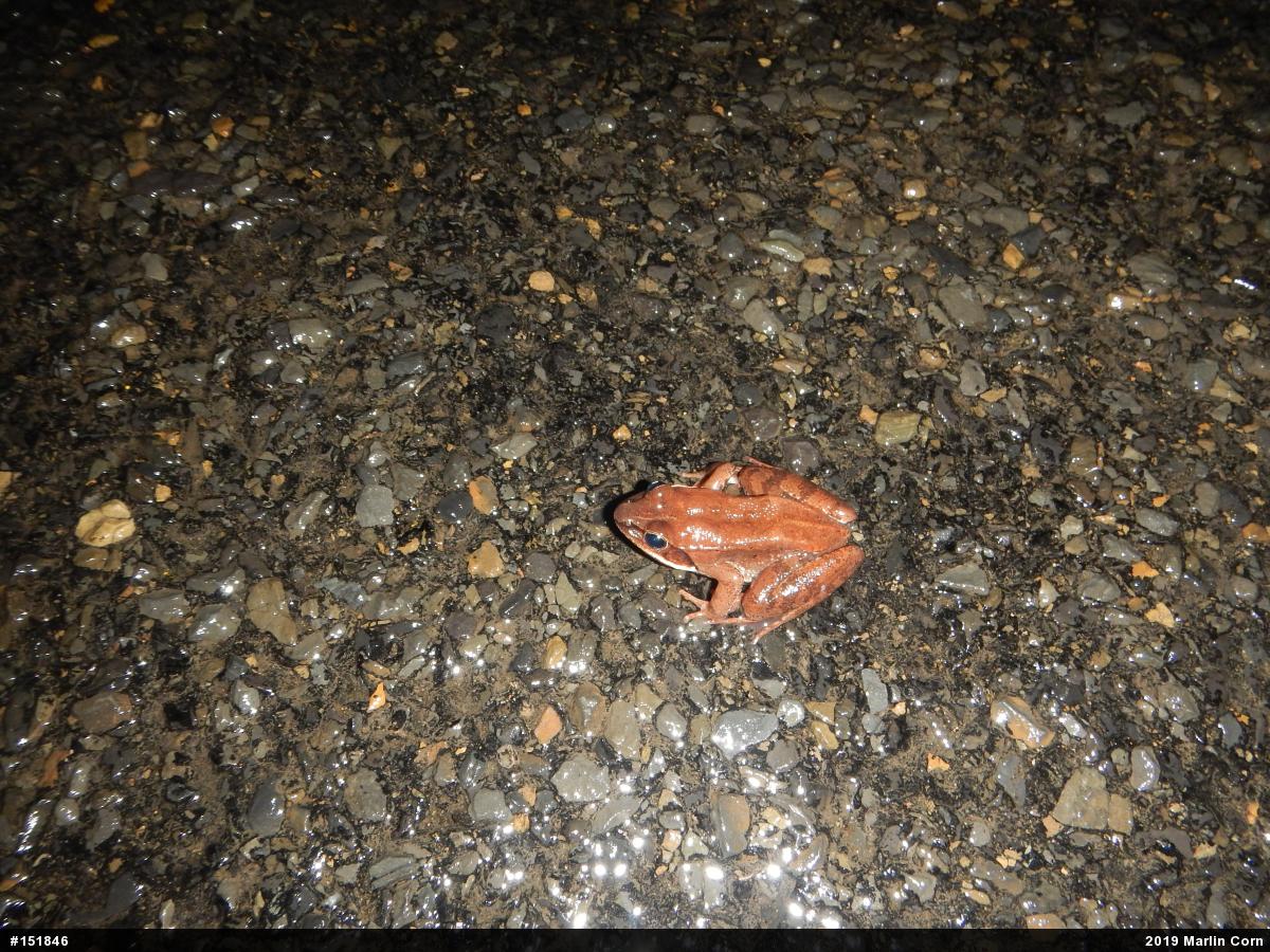 Wood Frog