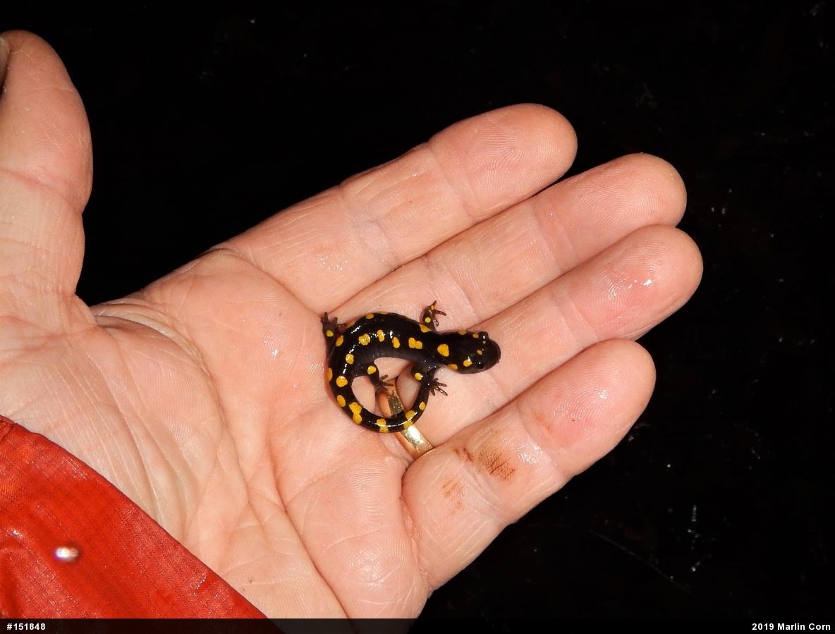 Spotted Salamander