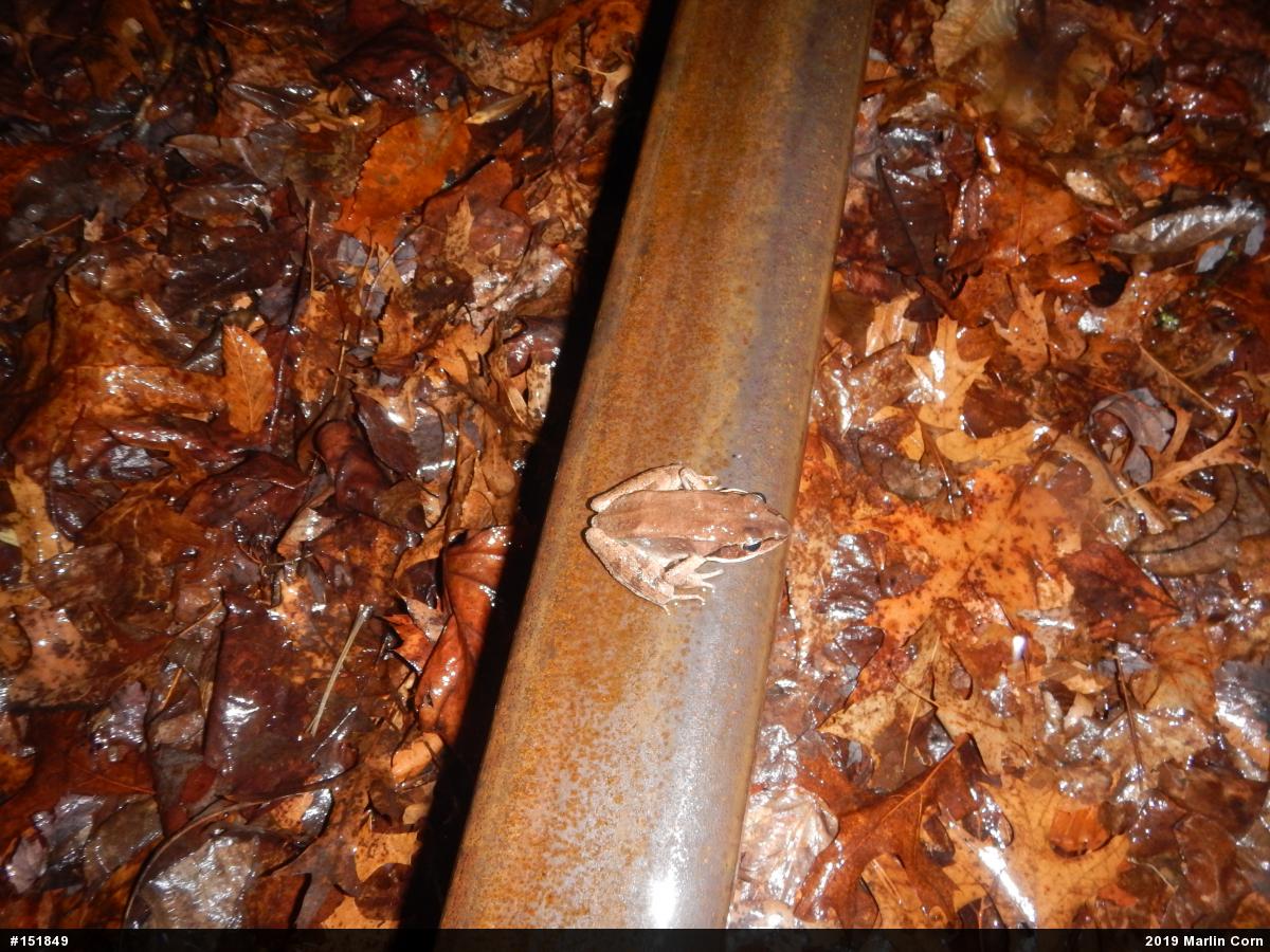 Wood Frog