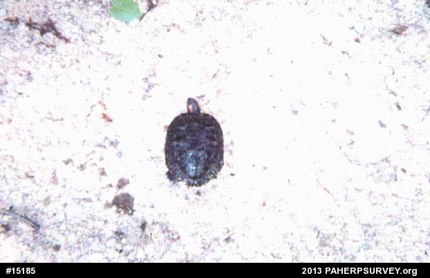 Red-eared Slider