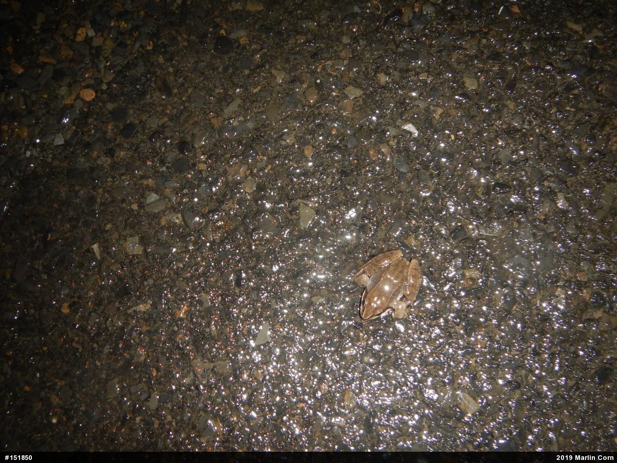 Wood Frog