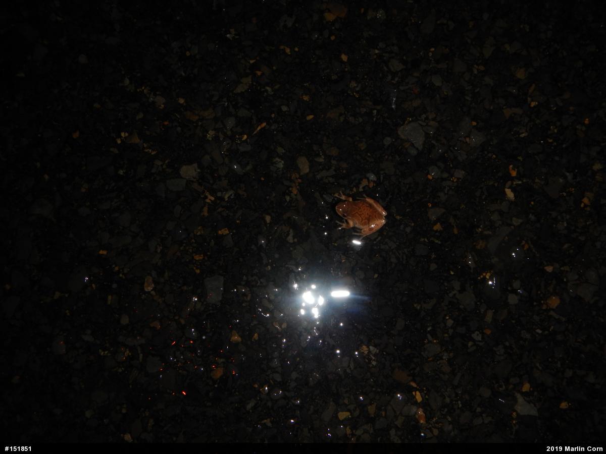 Spring Peeper