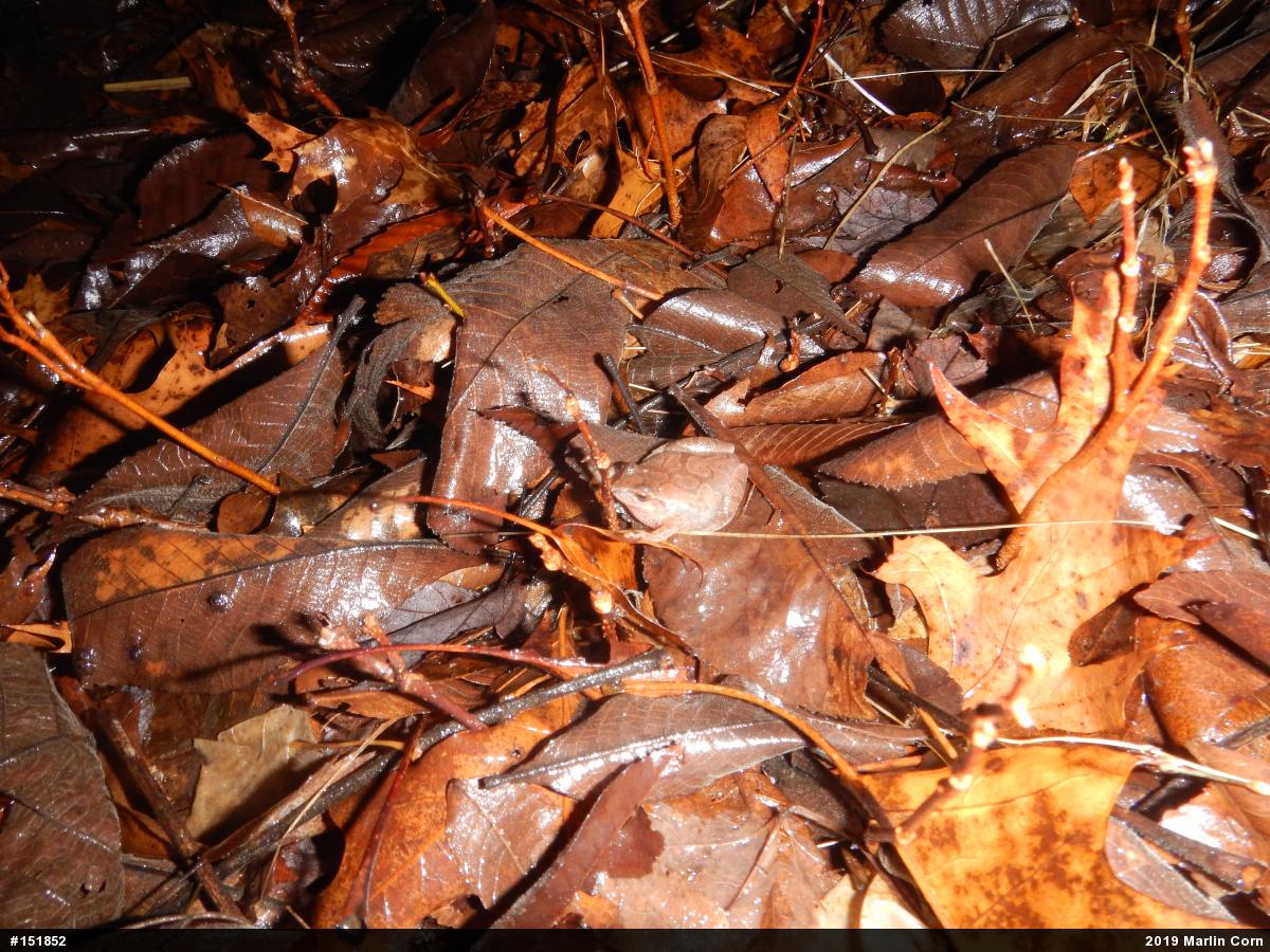 Spring Peeper