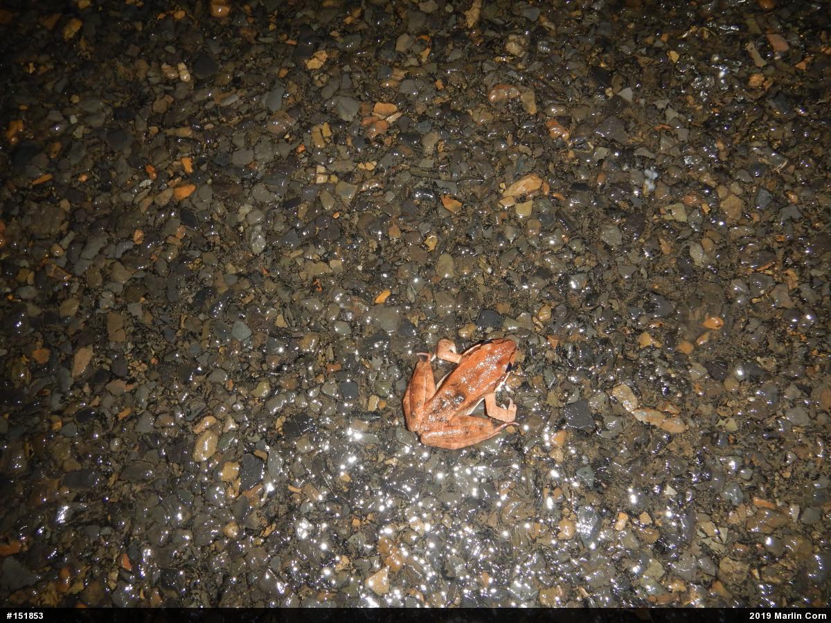 Wood Frog