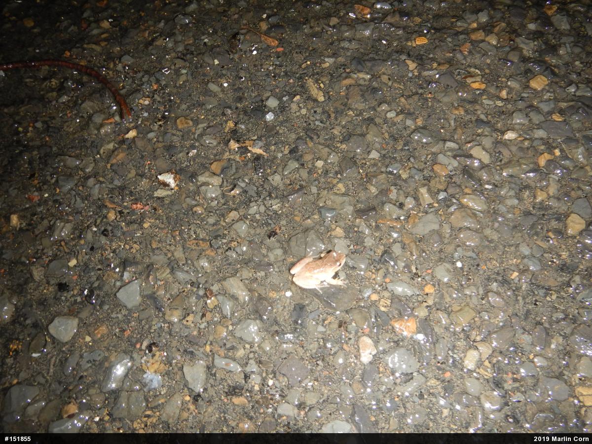 Spring Peeper