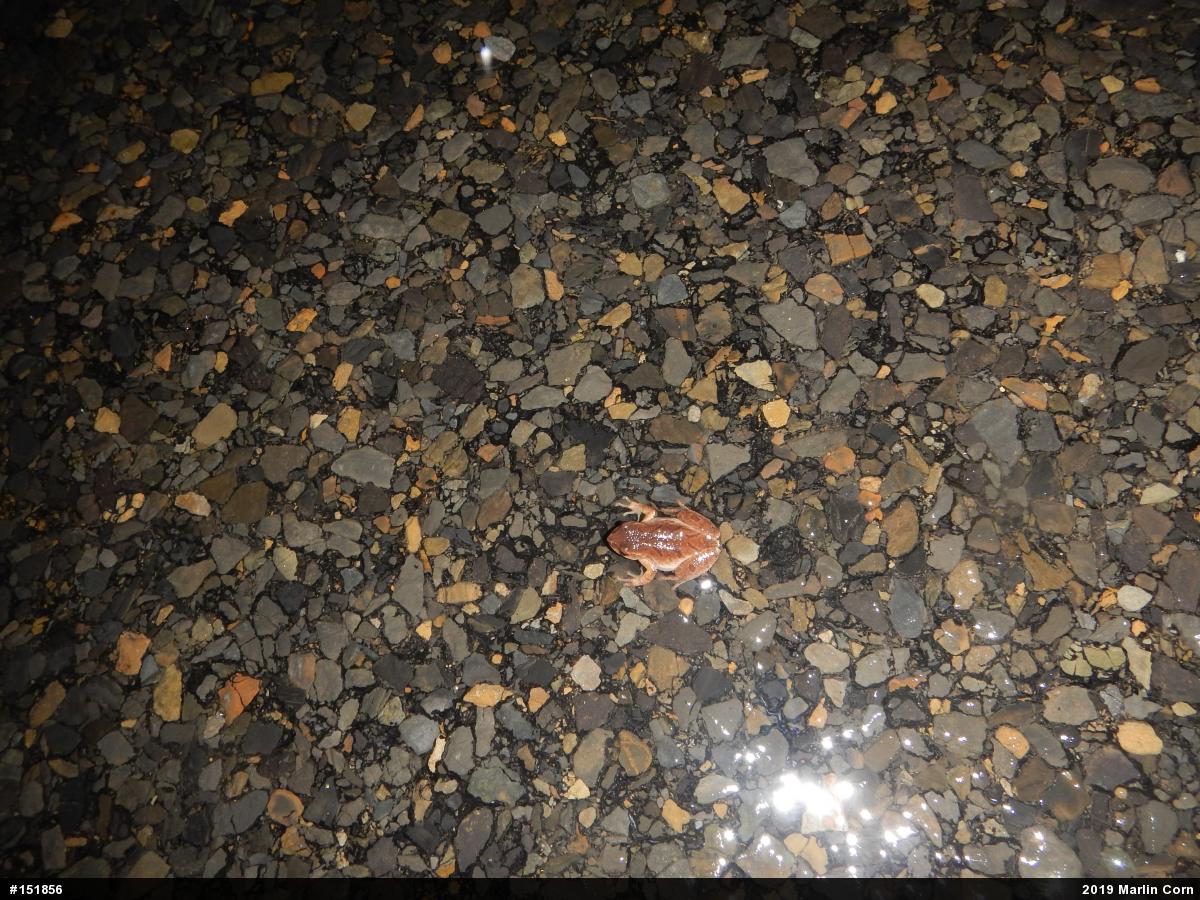 Spring Peeper