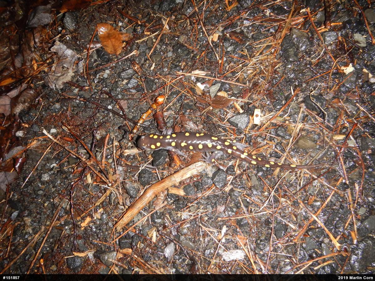 Spotted Salamander