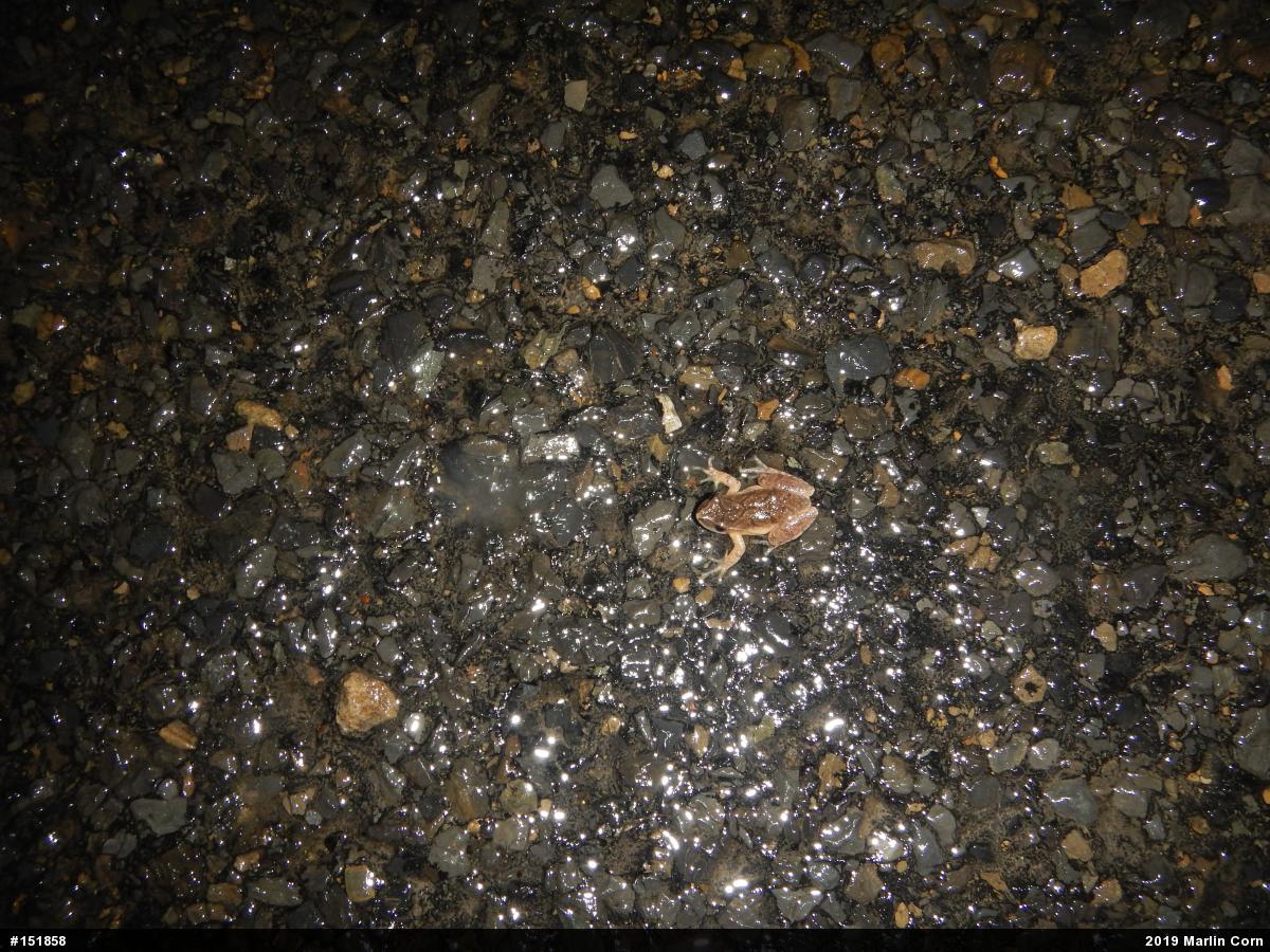 Spring Peeper