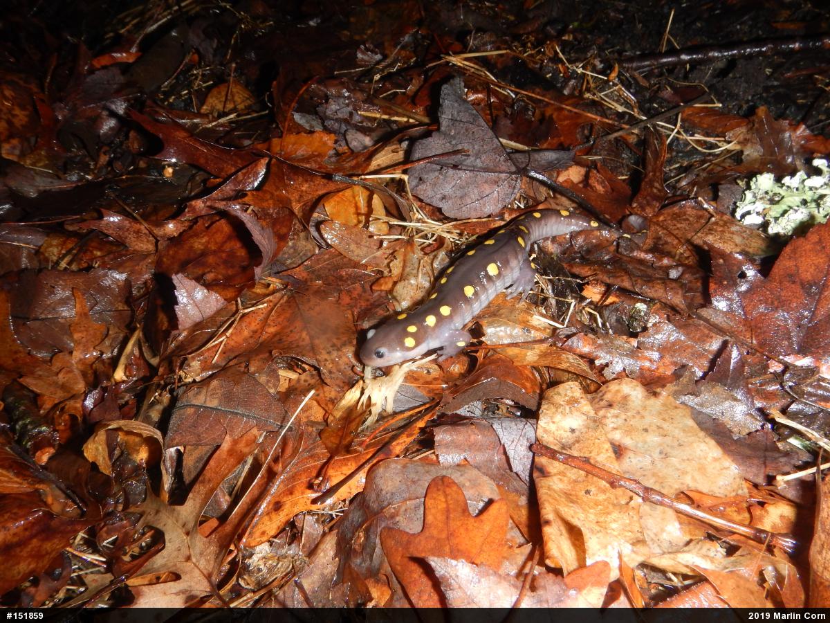 Spotted Salamander