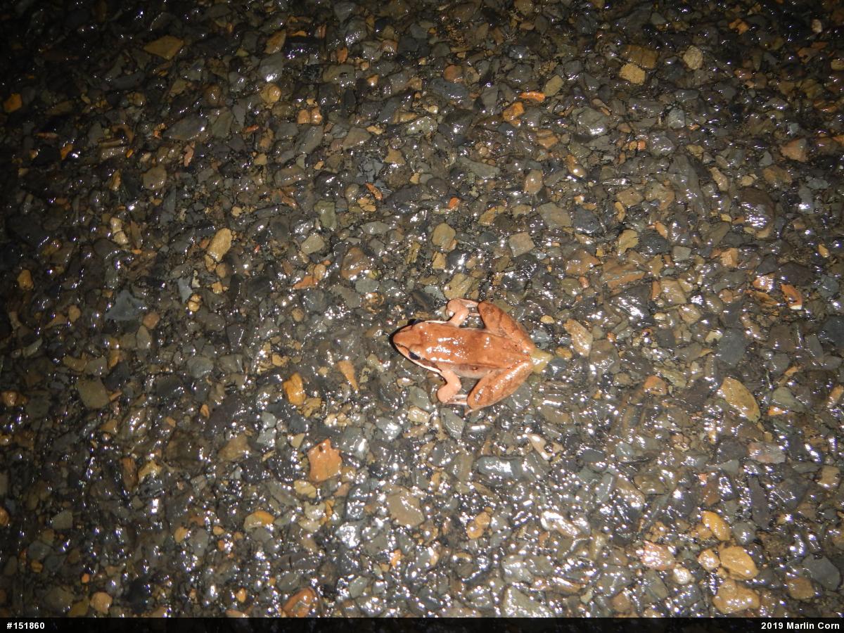 Wood Frog