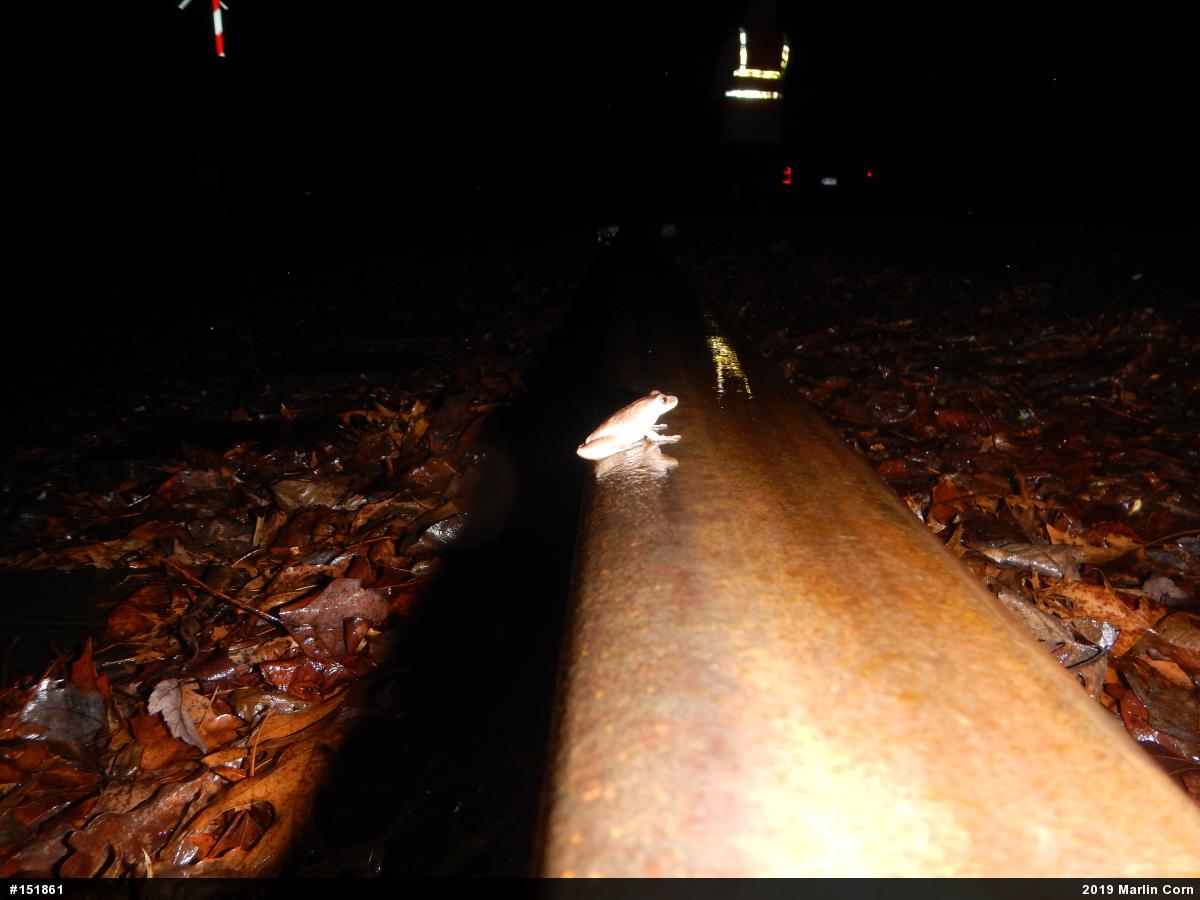 Spring Peeper