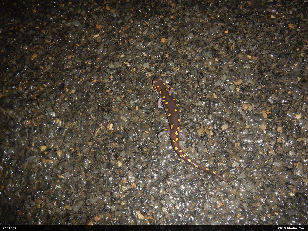 Spotted Salamander