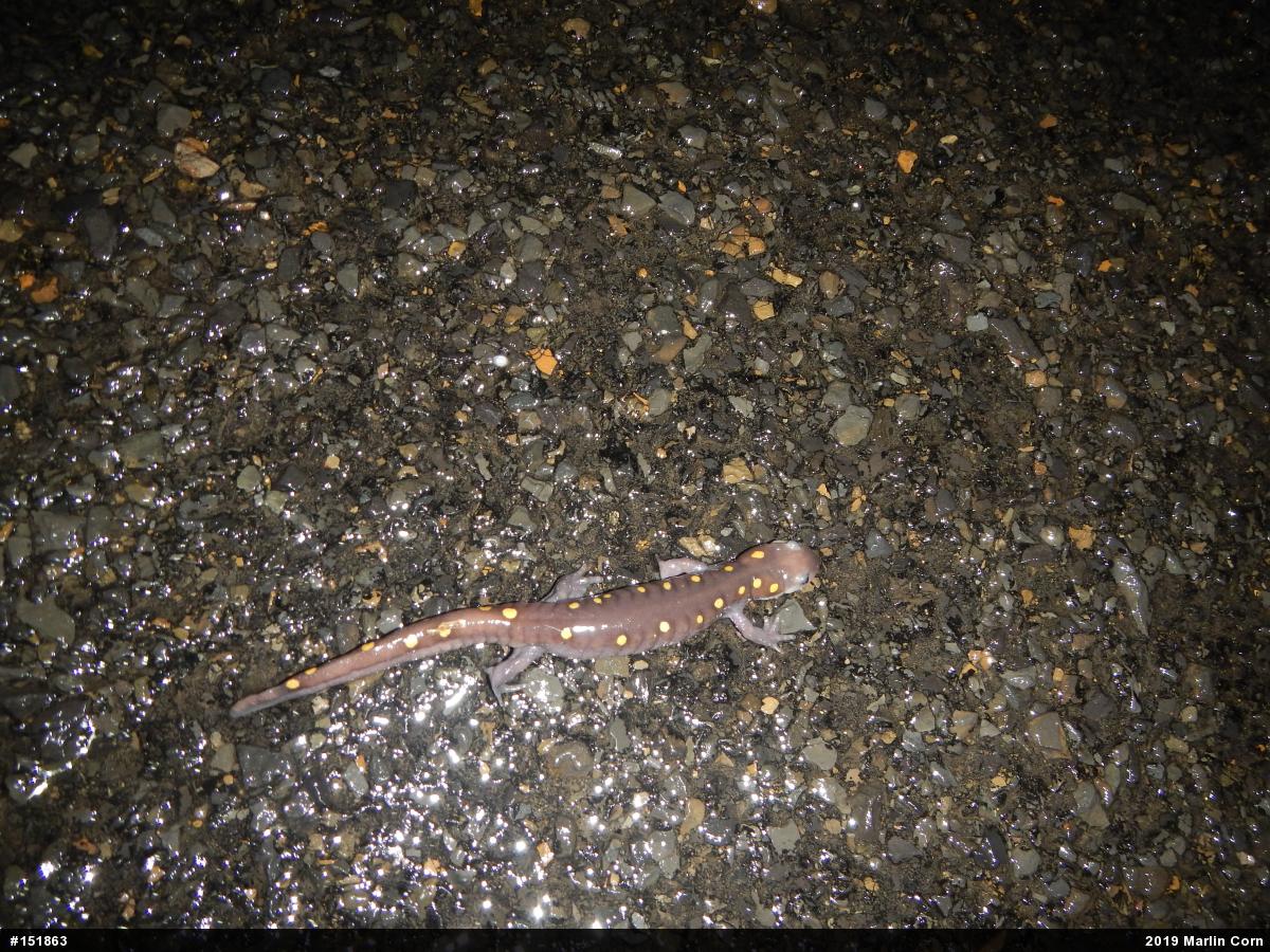 Spotted Salamander