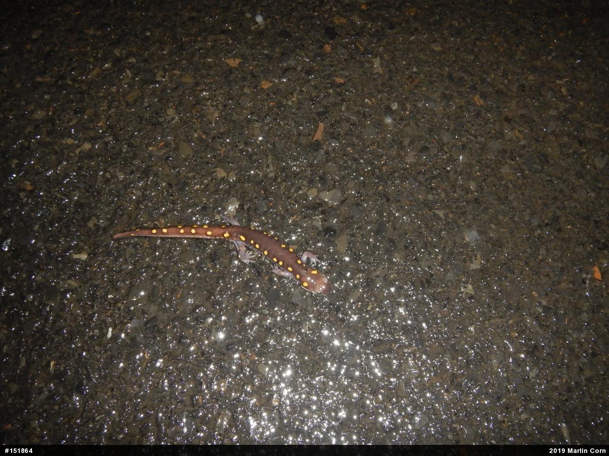 Spotted Salamander
