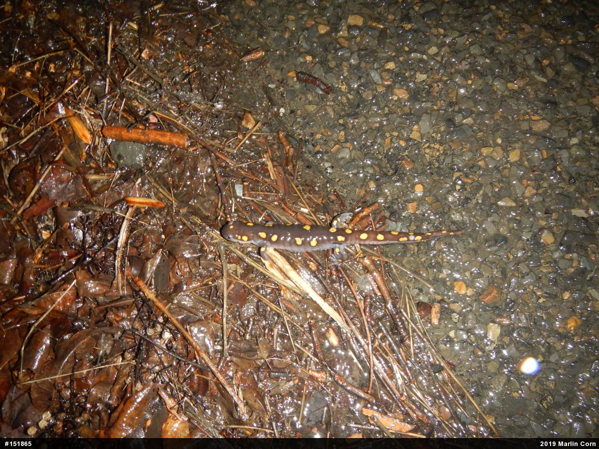Spotted Salamander