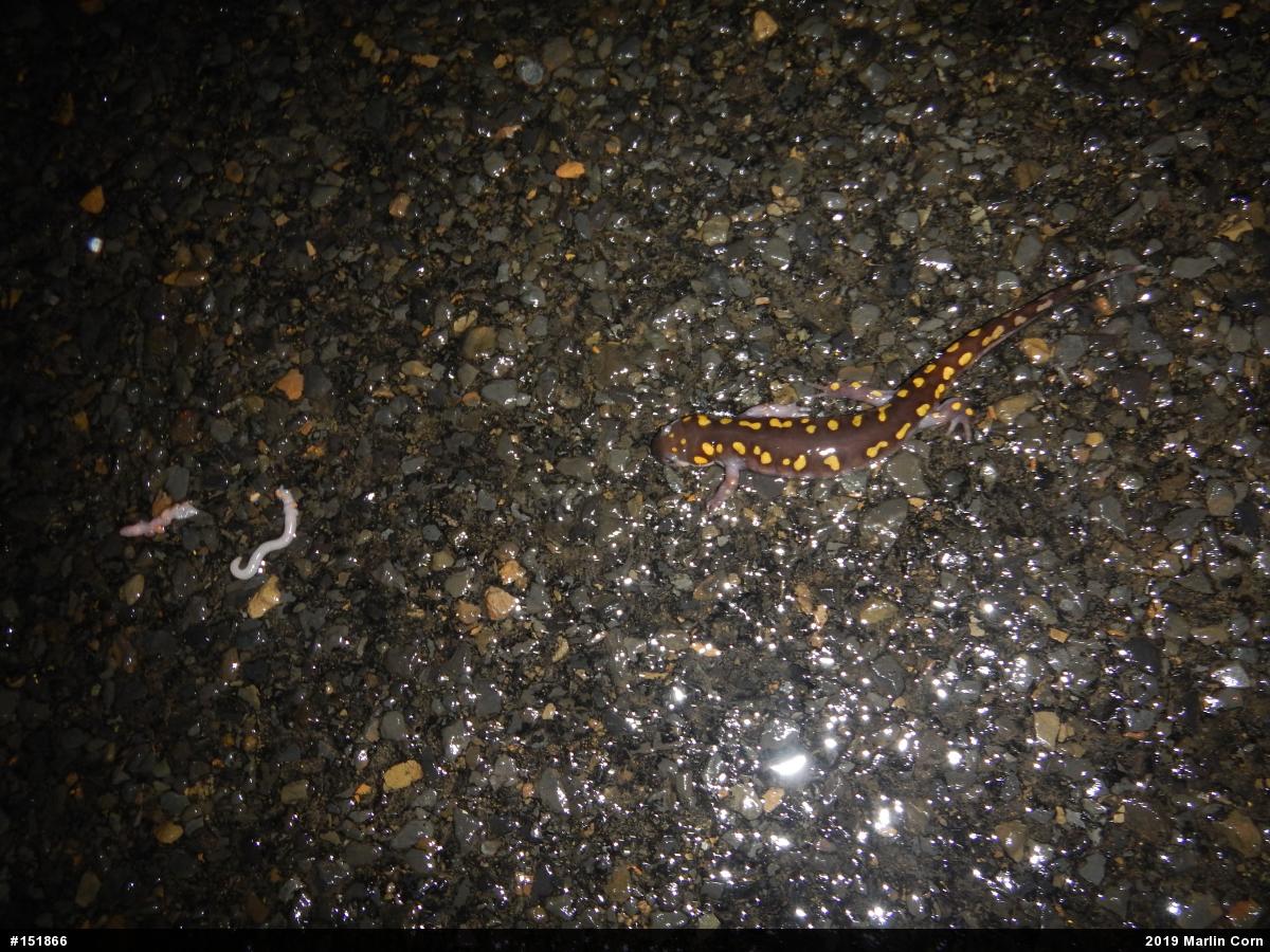 Spotted Salamander