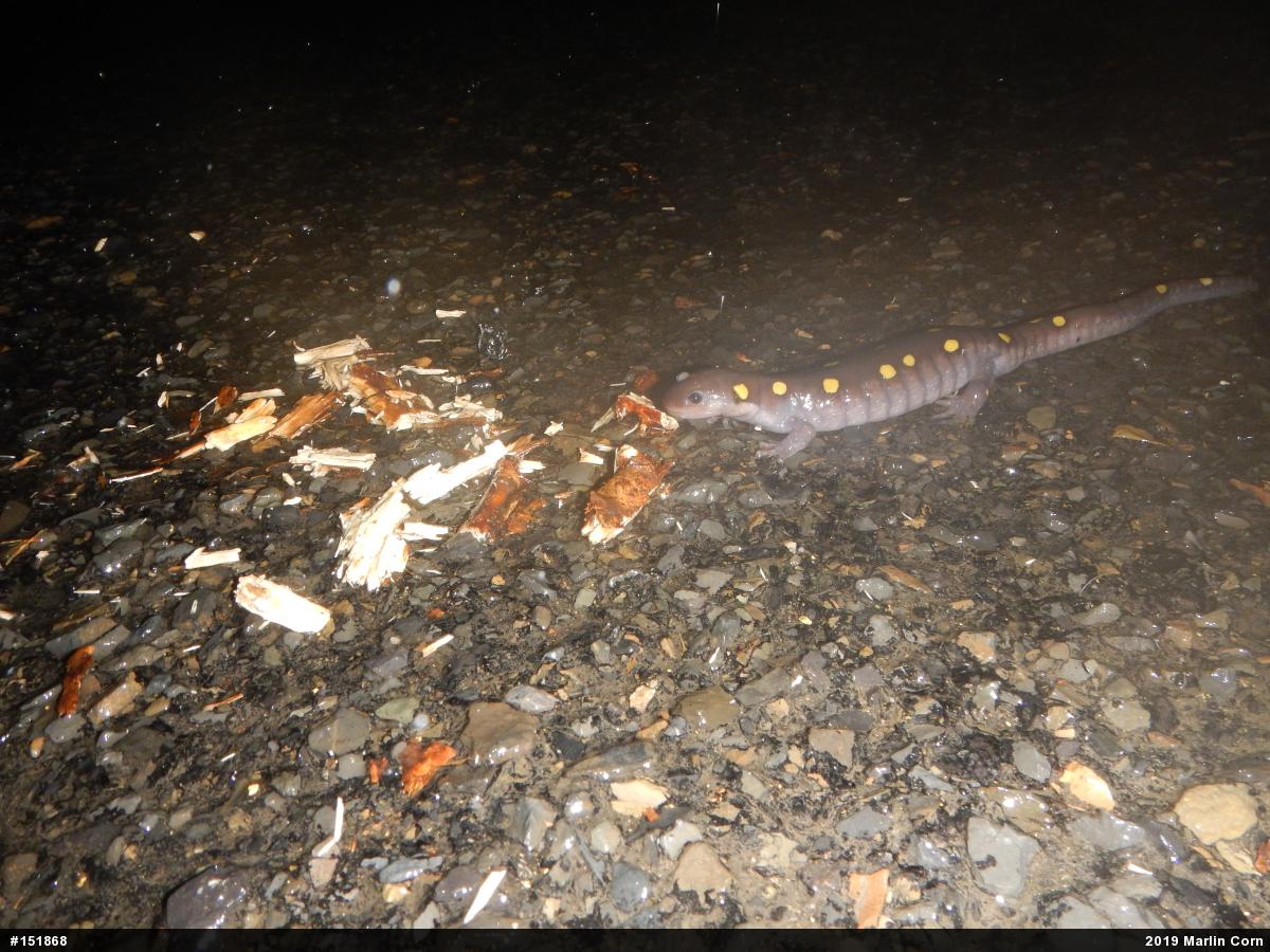 Spotted Salamander