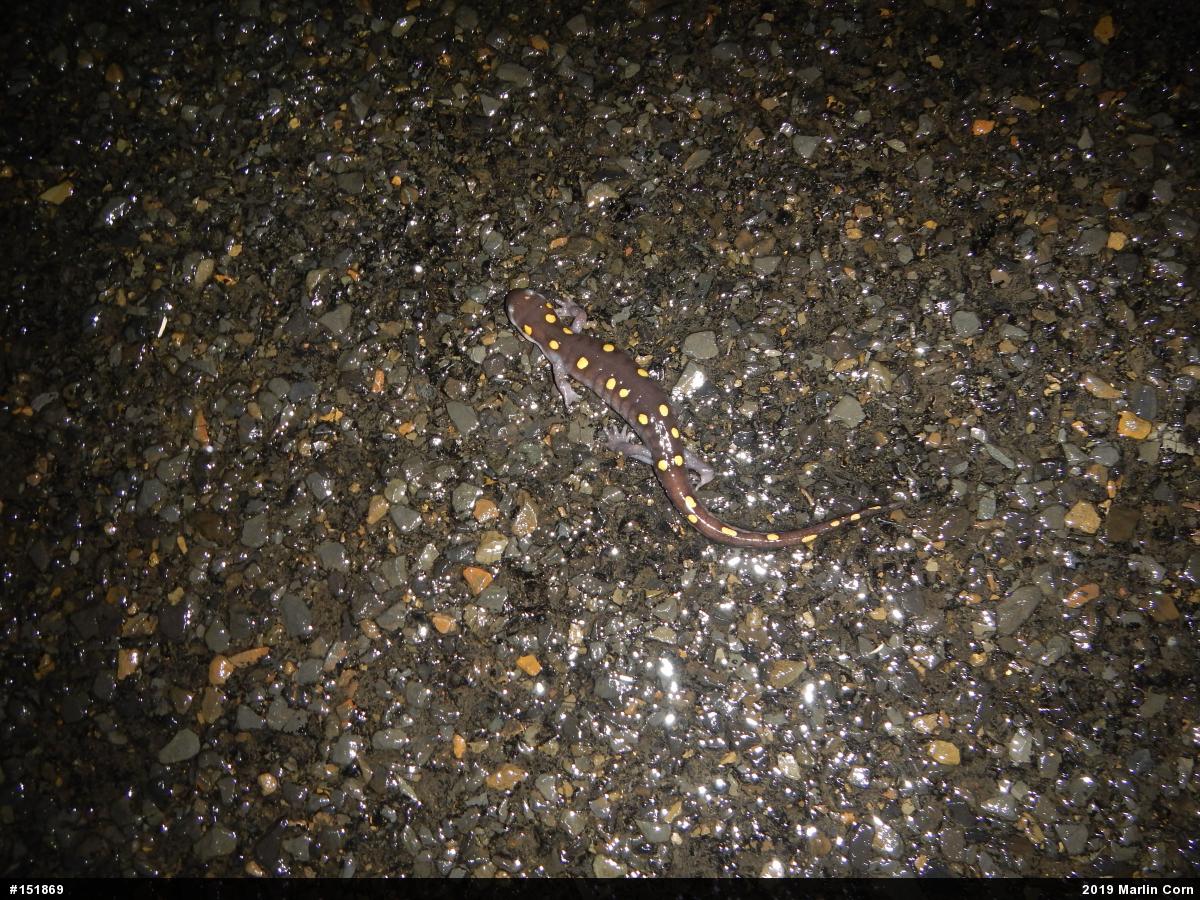 Spotted Salamander