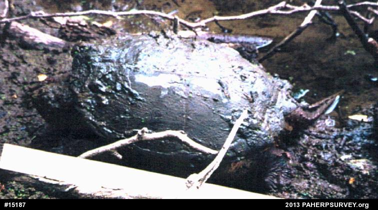 Snapping Turtle