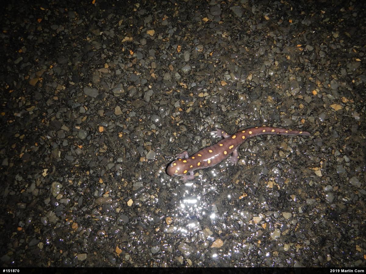 Spotted Salamander