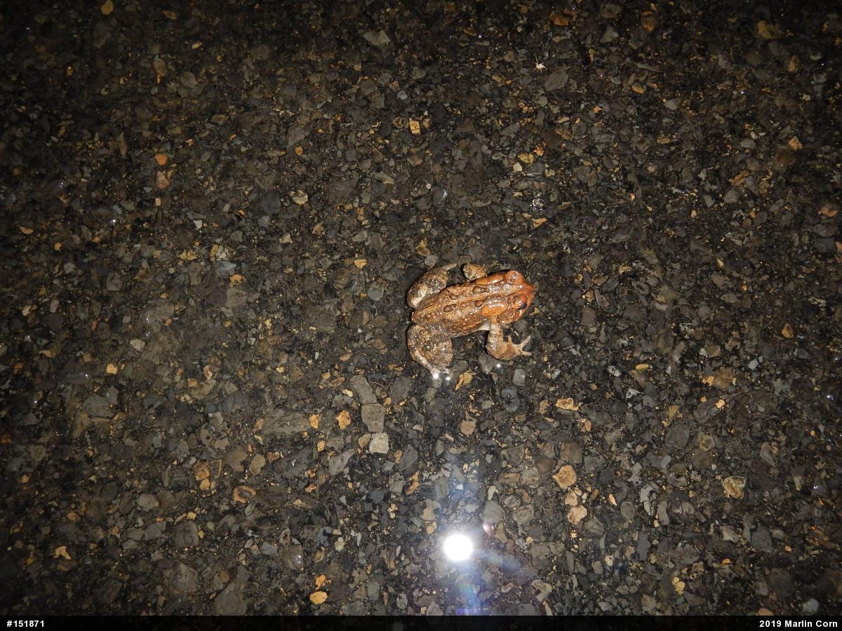 Eastern American Toad