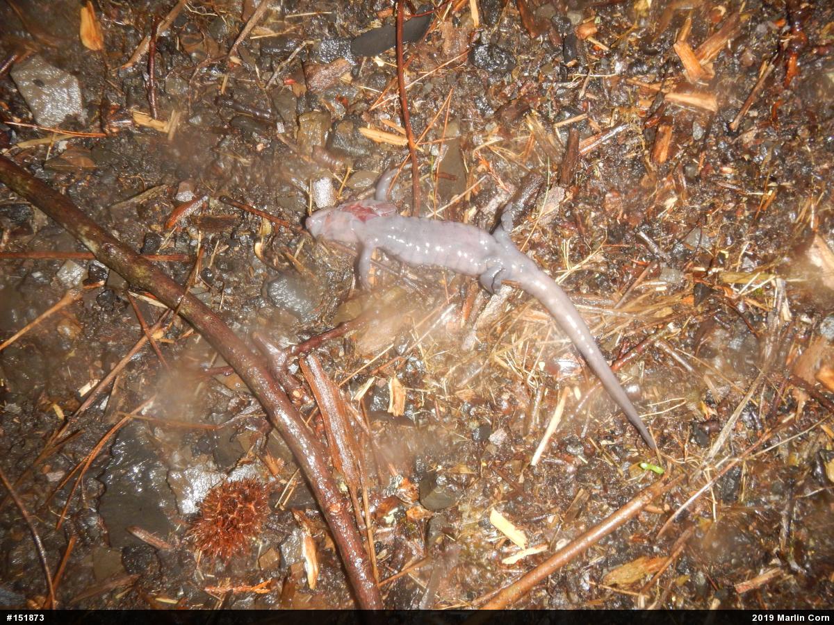 Mole Salamanders