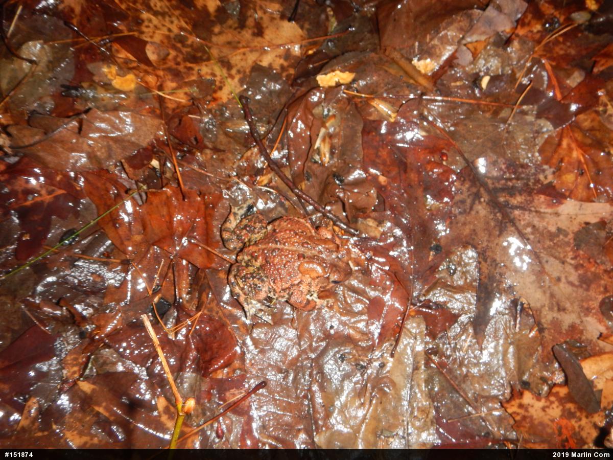 Eastern American Toad