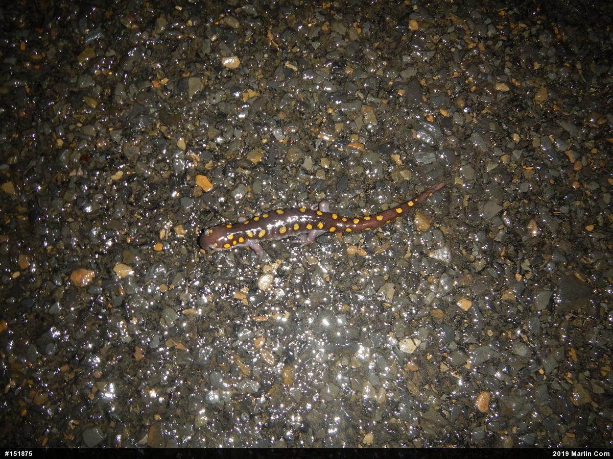 Spotted Salamander