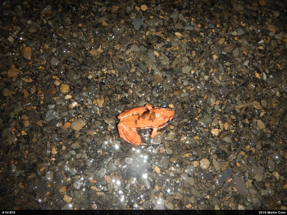 Wood Frog