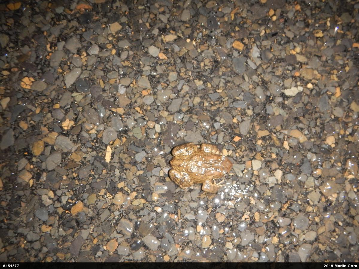 Eastern American Toad