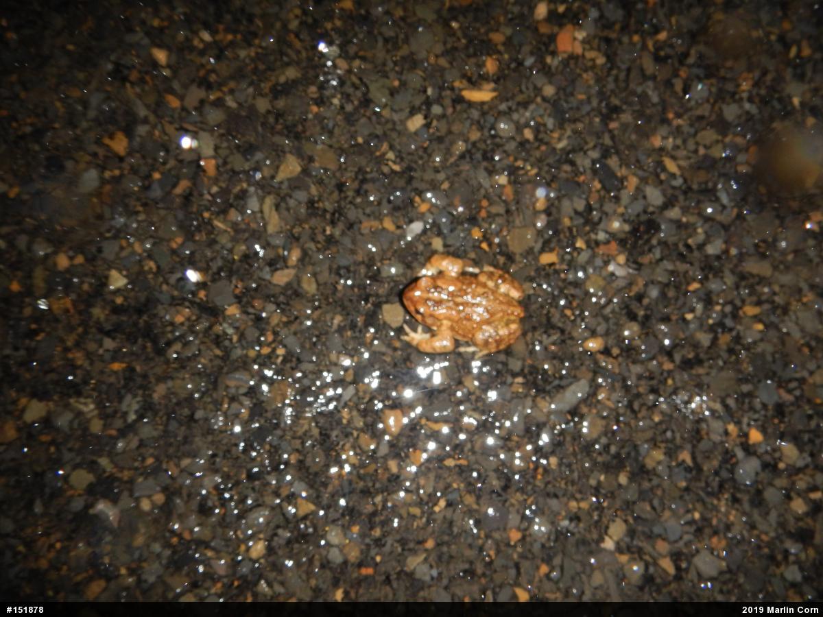 Eastern American Toad