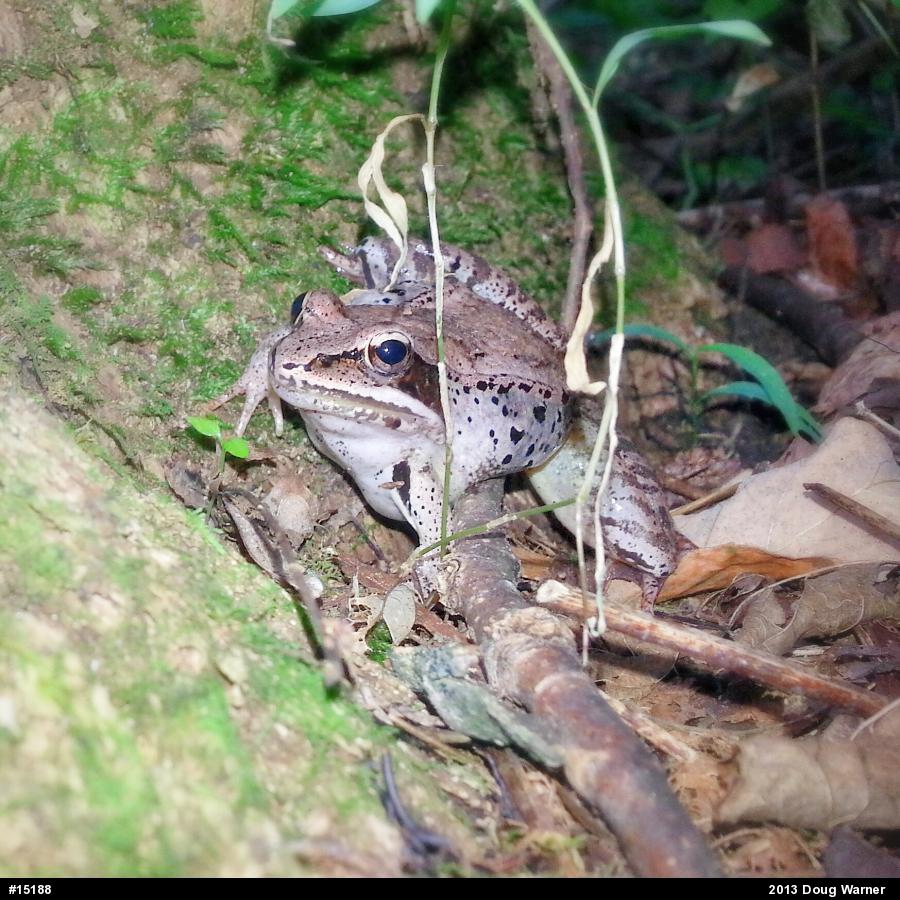 Wood Frog