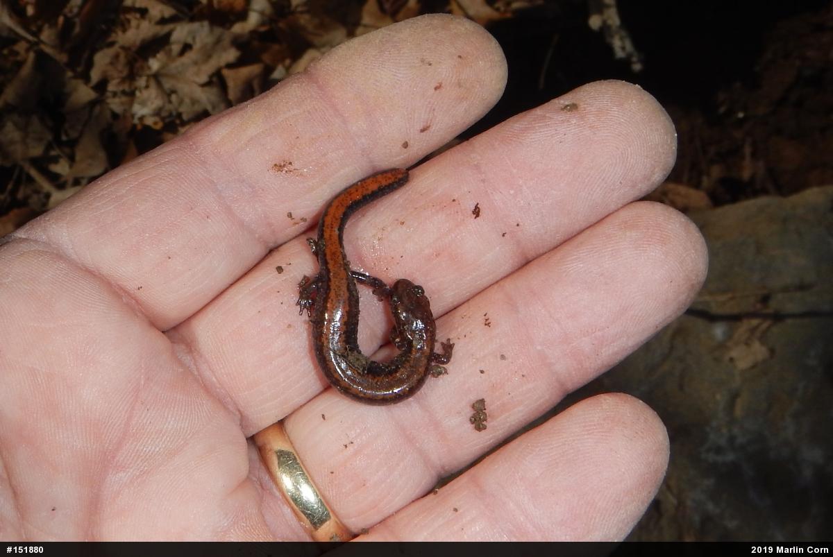 Eastern Red-backed  Salamander