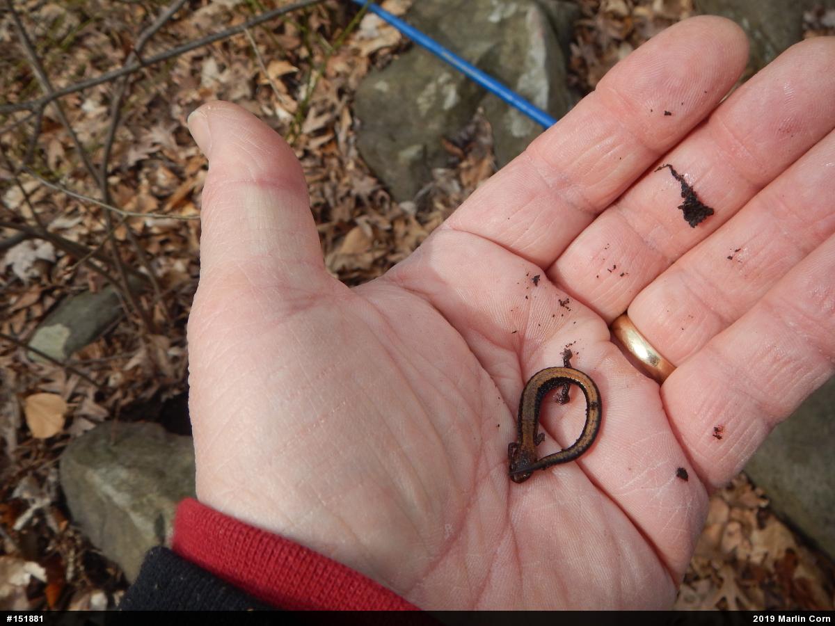 Eastern Red-backed  Salamander