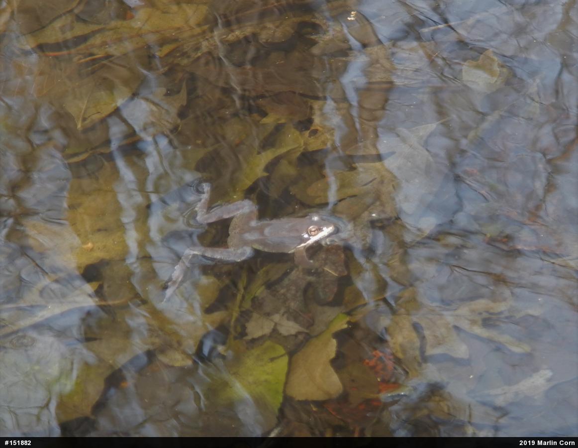 Wood Frog