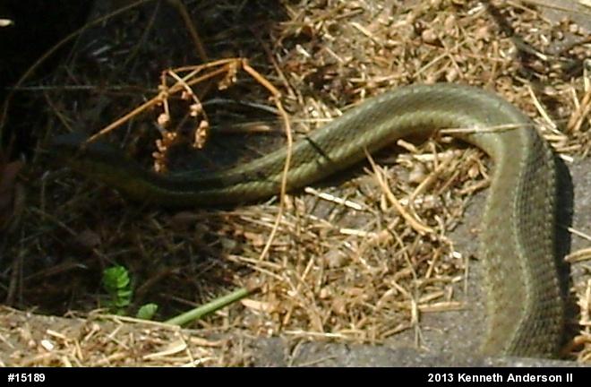 Eastern Gartersnake