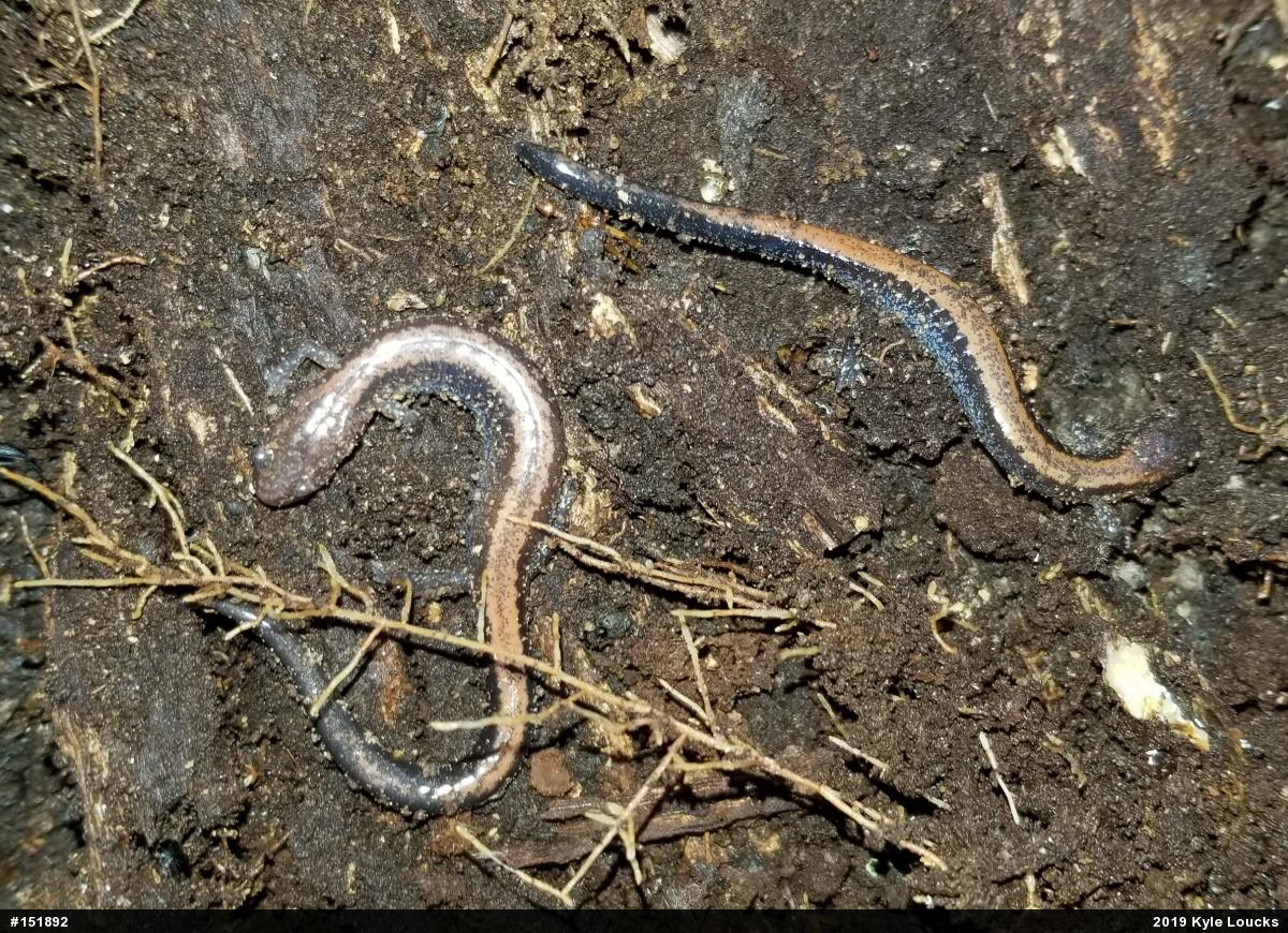 Eastern Red-backed  Salamander