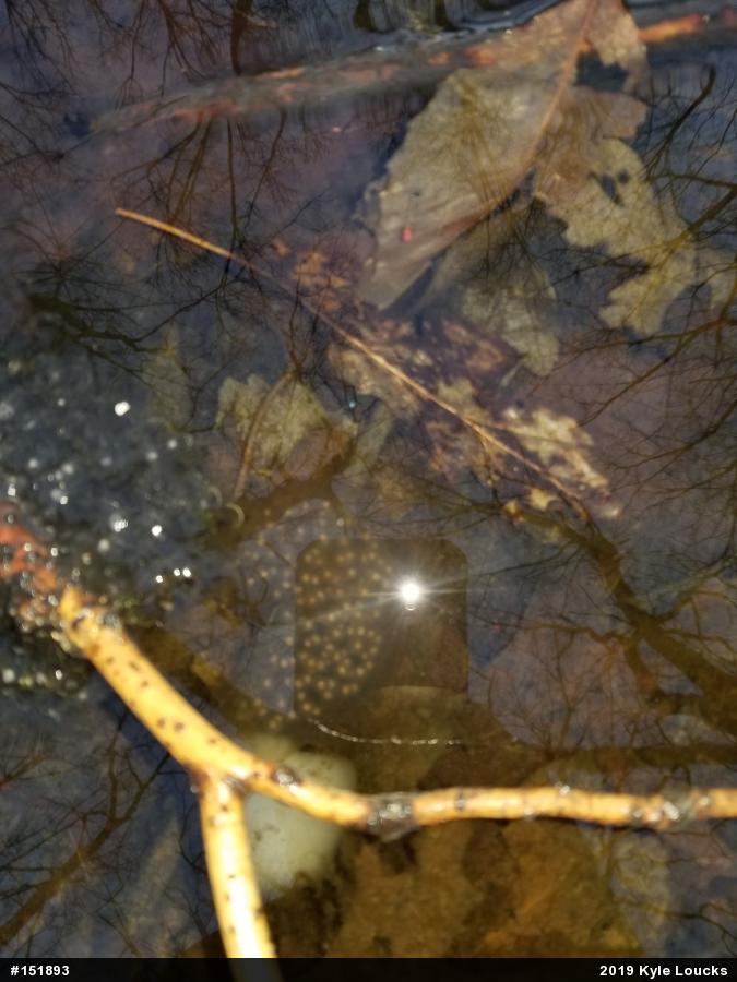 Spotted Salamander