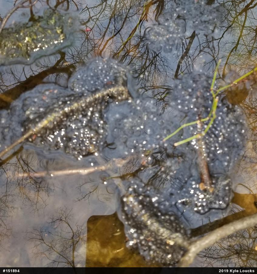 Wood Frog