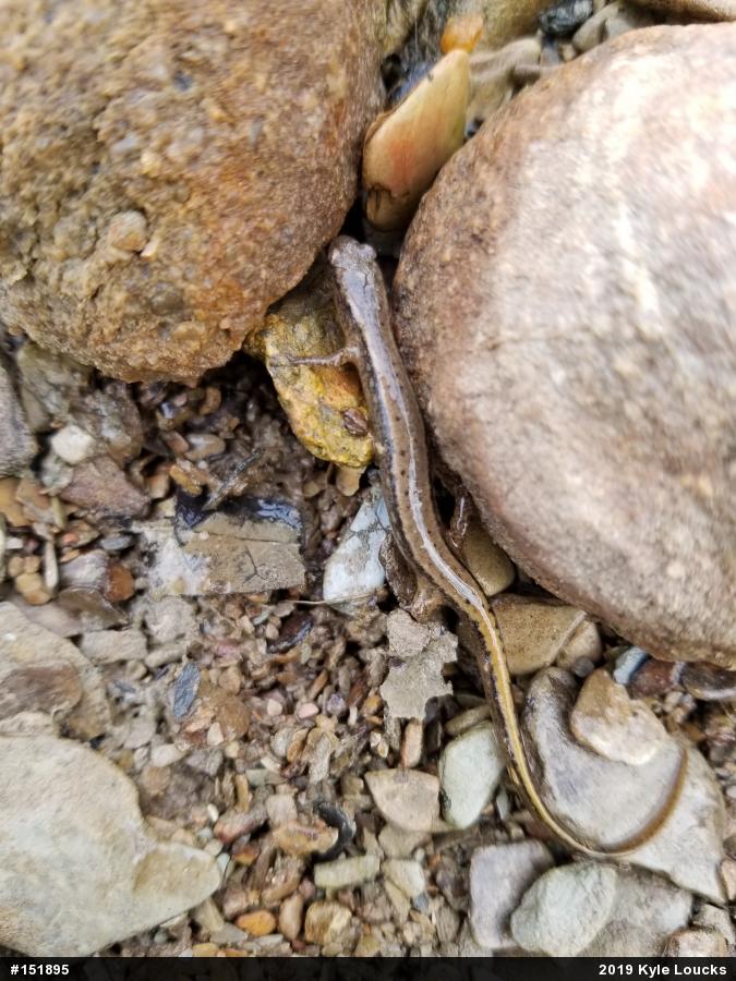 Northern Two-lined Salamander