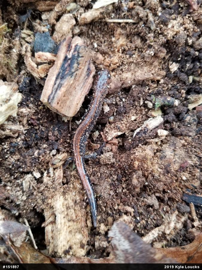Eastern Red-backed  Salamander